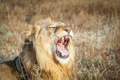 Yawning Lion in the Sabi Sands.