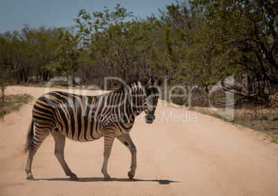 Walking Zebra in the Kruger National Park, South Africa.