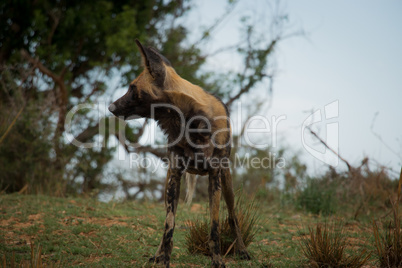 African wild dog paying attention in the Kruger National Park, South Africa.