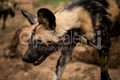 An African wild dog in the Kruger National Park, South Africa.