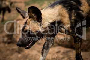 An African wild dog in the Kruger National Park, South Africa.