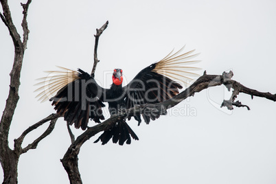Southern ground hornbill in the Kruger National Park, South Africa.