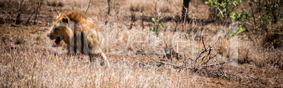 Lion in the Kruger National Park, South Africa.