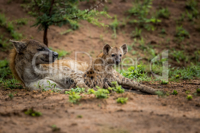 Spotted Hyena cub with mother in the Kruger National Park, South Africa.