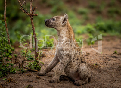 Side profile of a Spotted hyena cub in the Kruger National Park, South Africa.