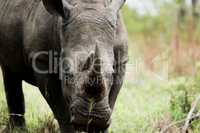 Starring White rhino in the Kruger National Park, South Africa.