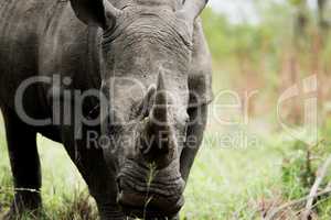 Starring White rhino in the Kruger National Park, South Africa.