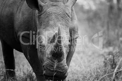 Starring White rhino in black and white in the Kruger National Park, South Africa.