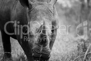 Starring White rhino in black and white in the Kruger National Park, South Africa.