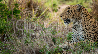 Laying Leopard in the Kruger National Park, South Africa.