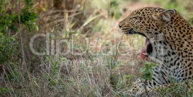 Yawning Leopard in the Kruger National Park, South Africa.