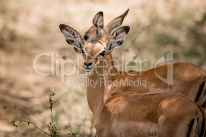 Impalas in the Kruger National Park, South Africa.