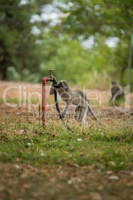 Vervet monkey in the Kruger National Park, South Africa.