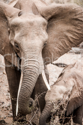 Baby Elephant with mother Elephant in the Kruger National Park, South Africa.