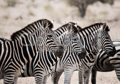 Starring Zebras in the Kruger National Park, South Africa.