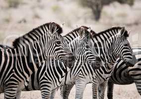 Starring Zebras in the Kruger National Park, South Africa.