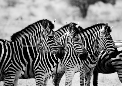 Starring Zebras in black and white in the Kruger National Park, South Africa.