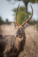 Waterbuck starring in the Kruger National Park, South Africa.