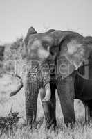 Elephant in black and white in the Kruger National Park, South Africa.