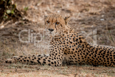 Starring Cheetah in the Kruger National Park, South Africa.