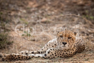 Starring Cheetah in the Kruger National Park, South Africa.