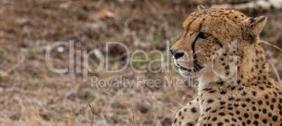 Side profile of a Cheetah in the Kruger National Park, South Africa.