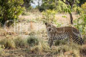 Walking Leopard in the Kruger National Park, South Africa.