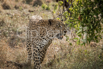 Walking Leopard in the Kruger National Park, South Africa.