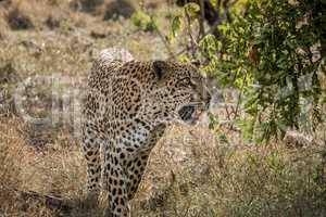 Walking Leopard in the Kruger National Park, South Africa.