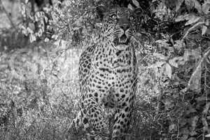 Leopard looking up in black and white in the Kruger National Park, South Africa.