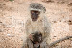 Vervet monkey with baby in the Kruger National Park, South Africa.