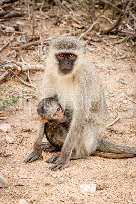 Vervet monkey with a baby in the Kruger National Park, South Africa.