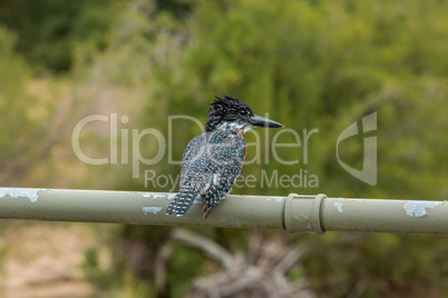 Giant kingfisher in the Kruger National Park, South Africa.