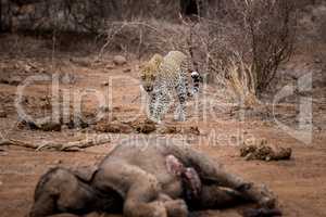 Leopard walking to an Elephant carcass in the Kruger National Park, South Africa.