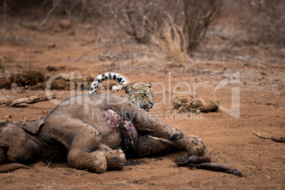 Leopard hiding behind an Elephant carcass in the Kruger National Park, South Africa.