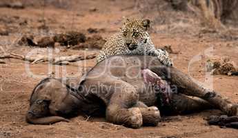 Leopard feeding on an Elephant carcass in the Kruger National Park, South Africa.