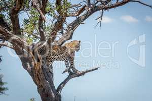 Leopard in a tree in the Kruger National Park, South Africa.