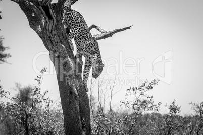 Leopard in a tree in black and white in the Kruger National Park, South Africa.