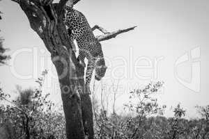 Leopard in a tree in black and white in the Kruger National Park, South Africa.