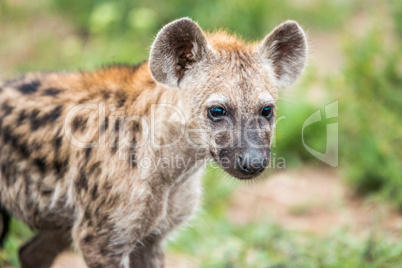 Starring Spotted hyena cub in the Kruger National Park, South Africa.