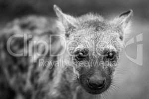 Starring Spotted hyena cub in black and white in the Kruger National Park, South Africa.