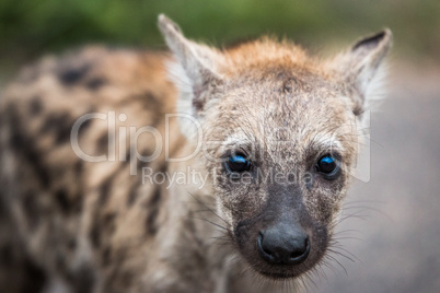 Starring Spotted hyena cub in the Kruger National Park, South Africa.