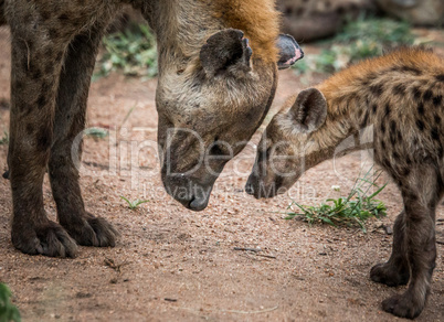 Spotted hyenas in the Kruger National Park, South Africa.