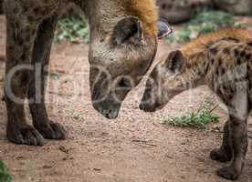 Spotted hyenas in the Kruger National Park, South Africa.