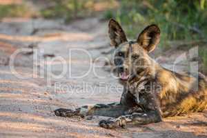 Laying African wild dog in the Kruger National Park, South Africa.