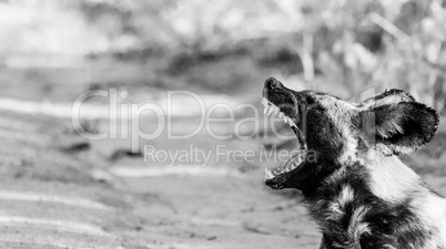 African wild dog yawning in black and white in the Kruger National Park, South Africa.
