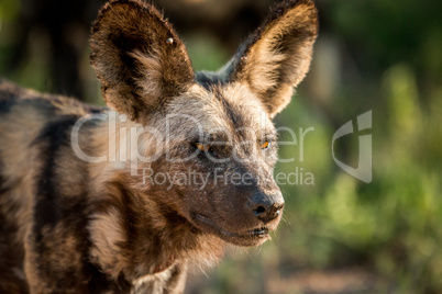 Starring African wild dog in the Kruger National Park, South Africa.