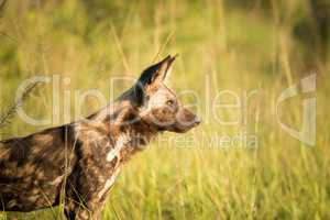 Side profile of an African wild dog in the Kruger National Park, South Africa.