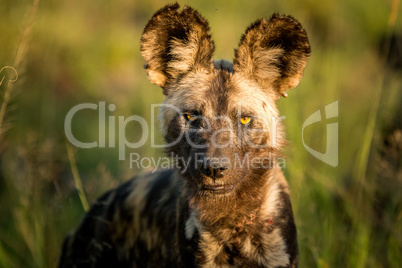 Starring African wild dog in the Kruger National Park, South Africa.