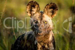 Starring African wild dog in the Kruger National Park, South Africa.